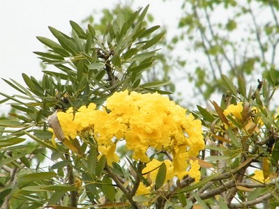 hoa chuông vàng